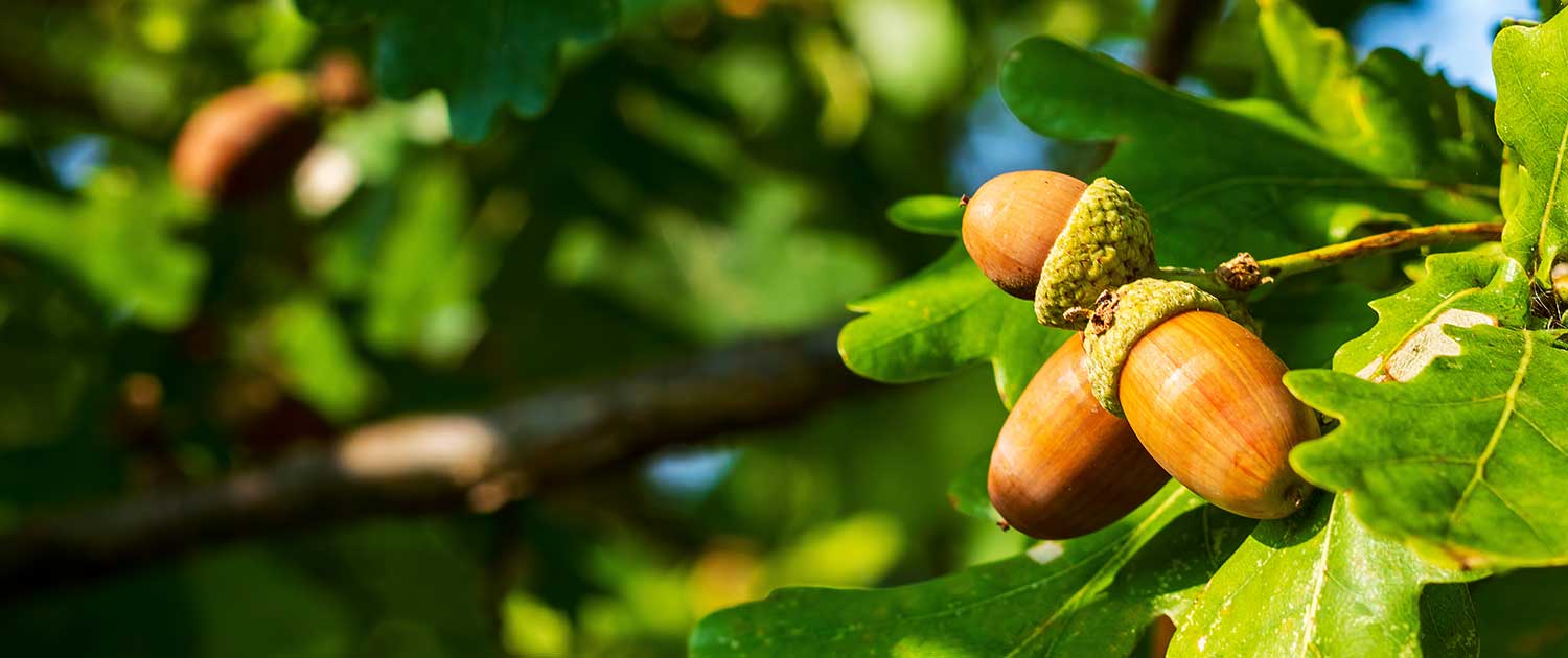 Acorn Society